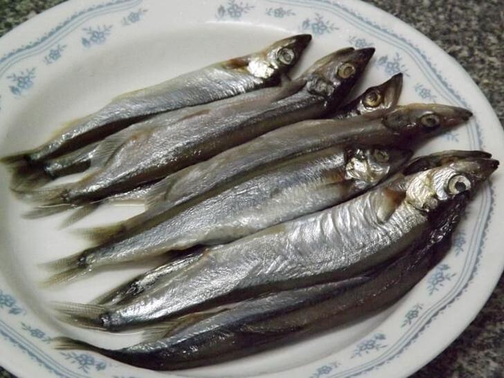 柳葉魚,海水魚英文