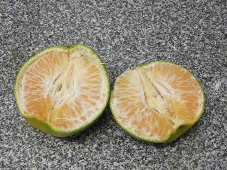 橘子英文稱為 mandarin orange
