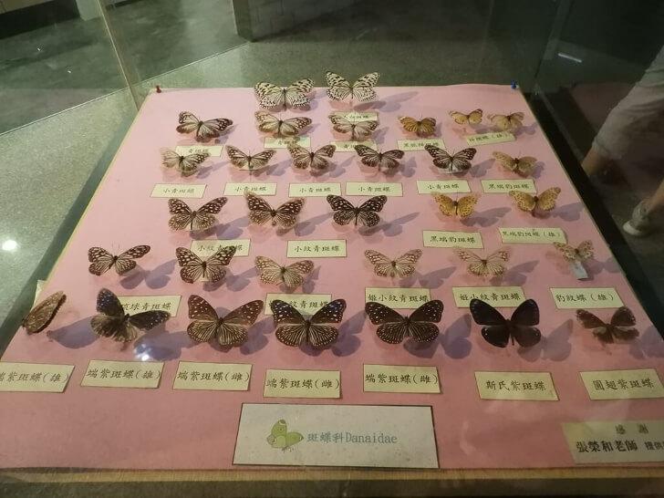 蝴蝶標本 昆蟲標本英文