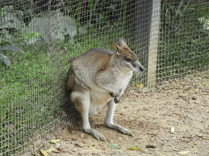 袋鼠 動物園 澳洲 紐西蘭 哺乳動物 哺乳類動物 野生動物,動物學英文