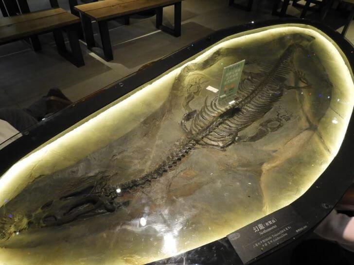 侏羅紀 侏儸紀 恐龍化石 幻龍化石英文